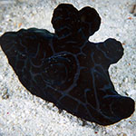 Coriocella nigra